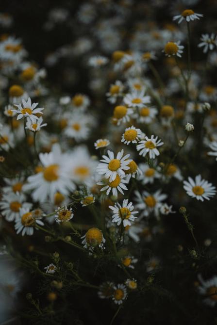 "In the midst of a field adorned with vibran...