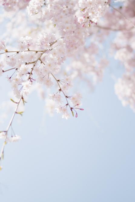 "Every spring, nature unveils one of its mos...